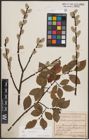 Foto von Salix caprea L.